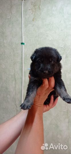 Щенки Восточно-Европейской овчарки