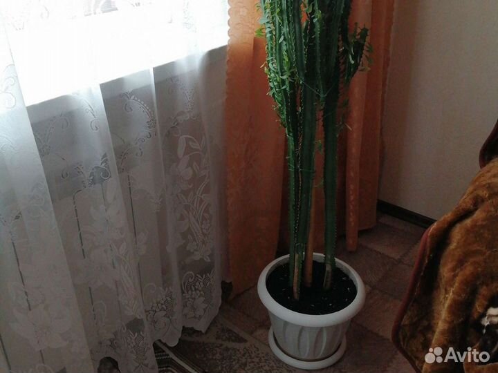Молочай, кактус