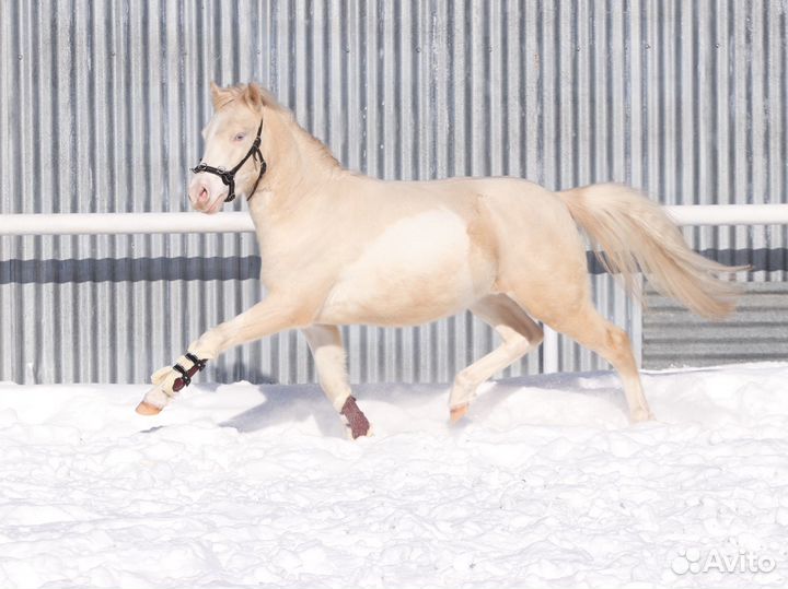 Мерин - арабо - пони, 130 см в/х