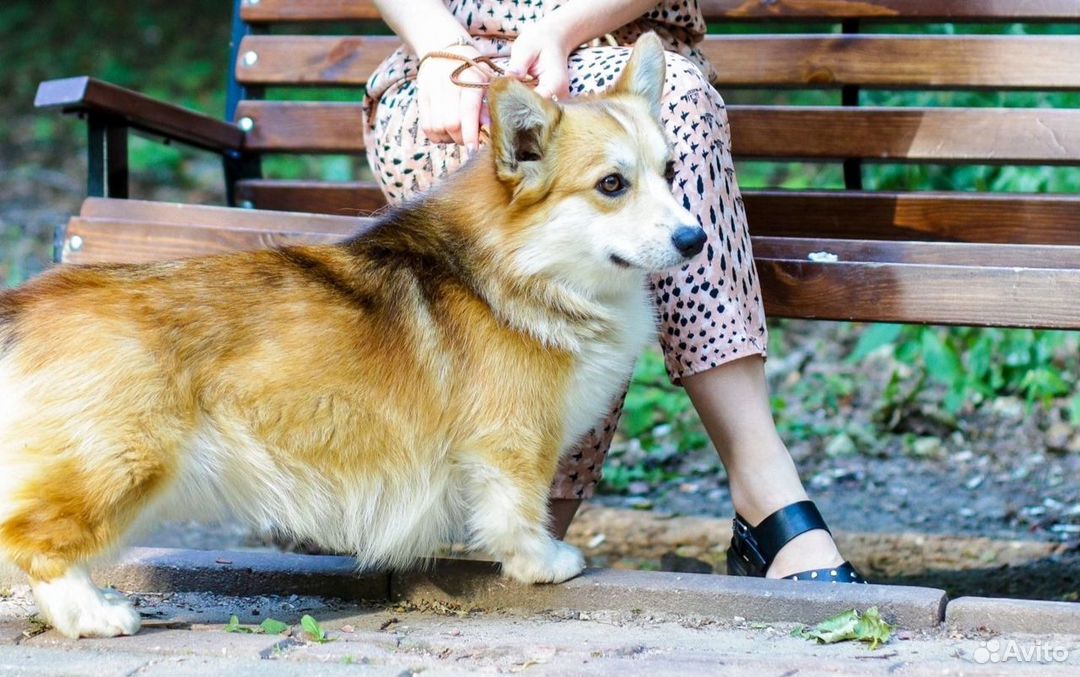 Корги в добрые руки