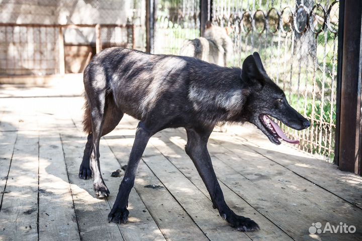 Вольфхунд волкособы wolfdog