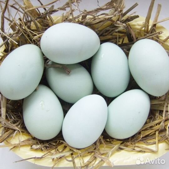 Молочные продукты с фермы.С доставкой бесплатно