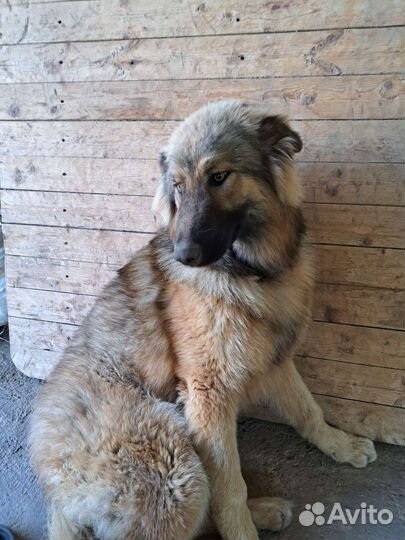 Метис немецкой овчарки и аляскинского маламута