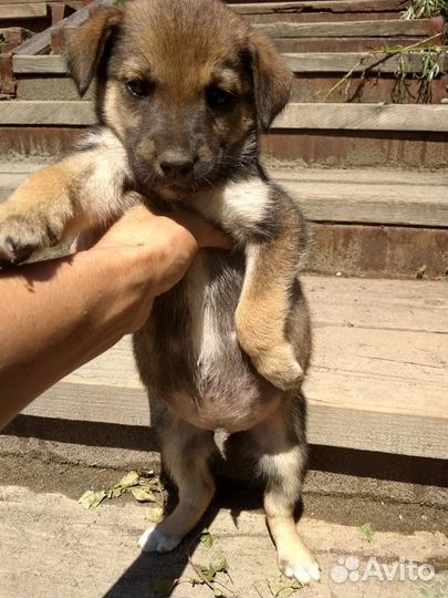 Девочка щеночек