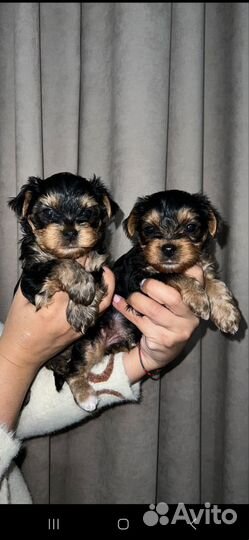 Йоркширский терьер щенки
