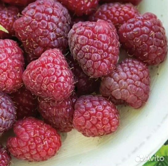 Ремонтантная малина