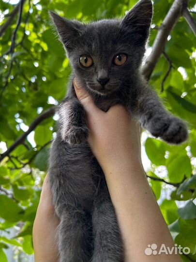 Котята