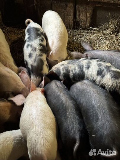 Поросенок ландрас