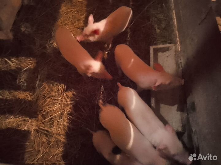 С/х животные