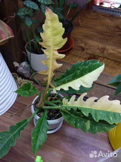 Филодендроны