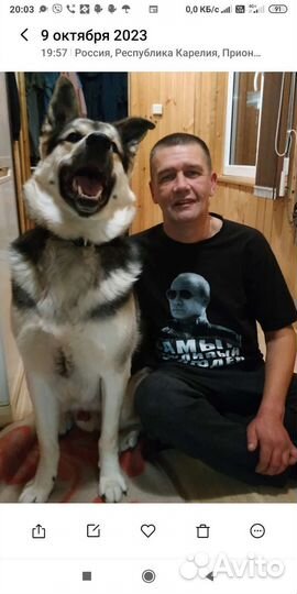 Животное для случки