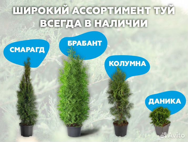 Туя смарагд оптом