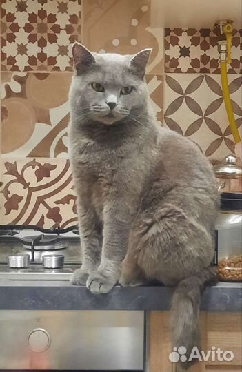 Подкрадульная кошка
