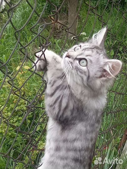 Кошки бесплатно