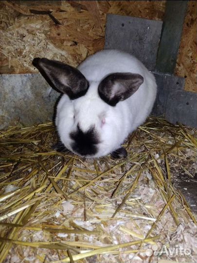 Кролики продажа