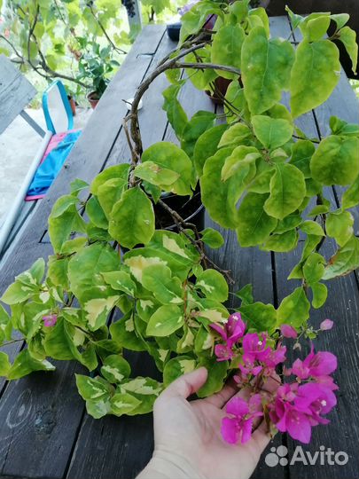 Бугенвилия