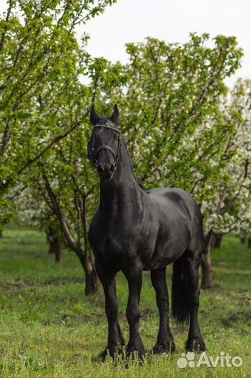 Фризский жеребец