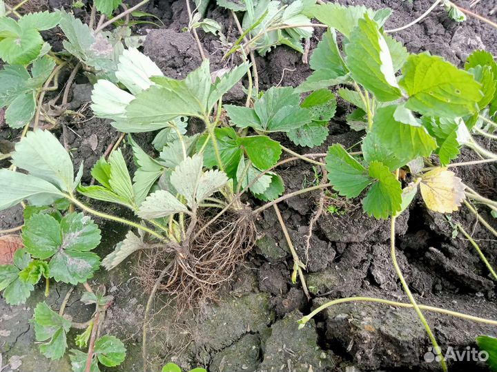 Саженцы клубники