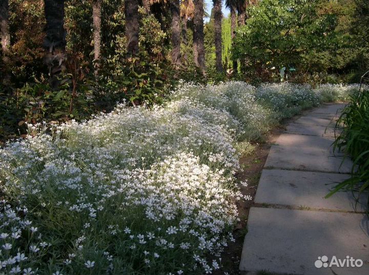 Ясколка Крымский Эдельвейс