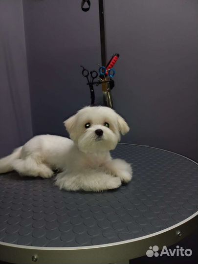 Стрижки и уход за домашними животными