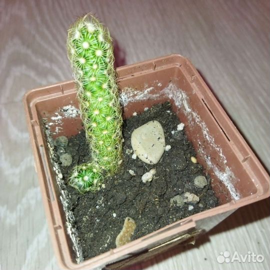 Кактусы и суккуленты