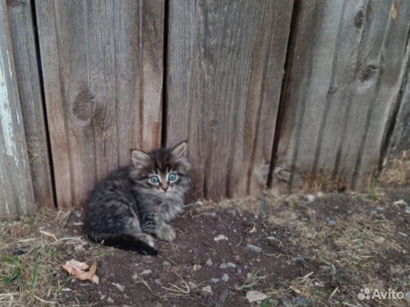 Котята в добрые руки бесплатно