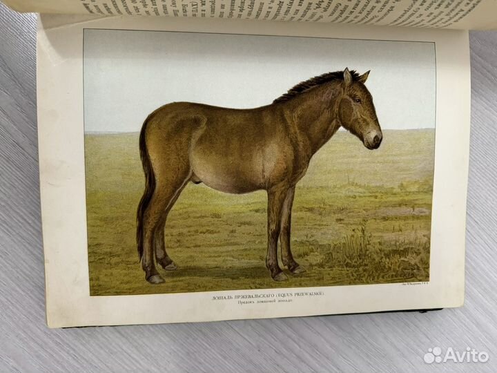 Клетт Р.Гольтгоф Л. Наши домашние животные. 1911