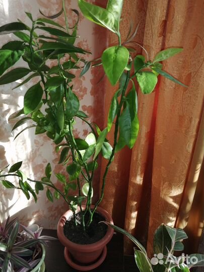 Комнатные цветы