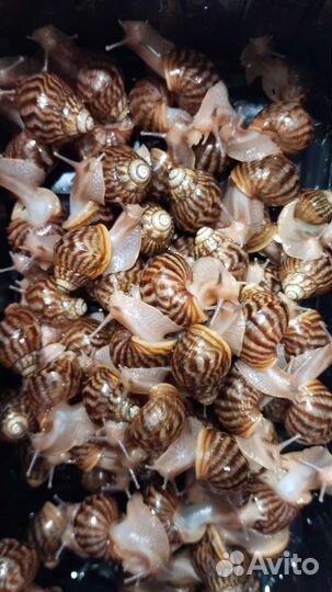 Улитки ахатины