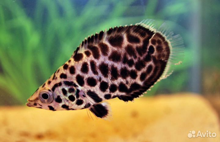 Ктенопома леопардовая