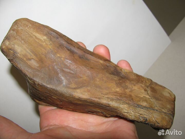 Окаменелое дерево (в коллекцию)