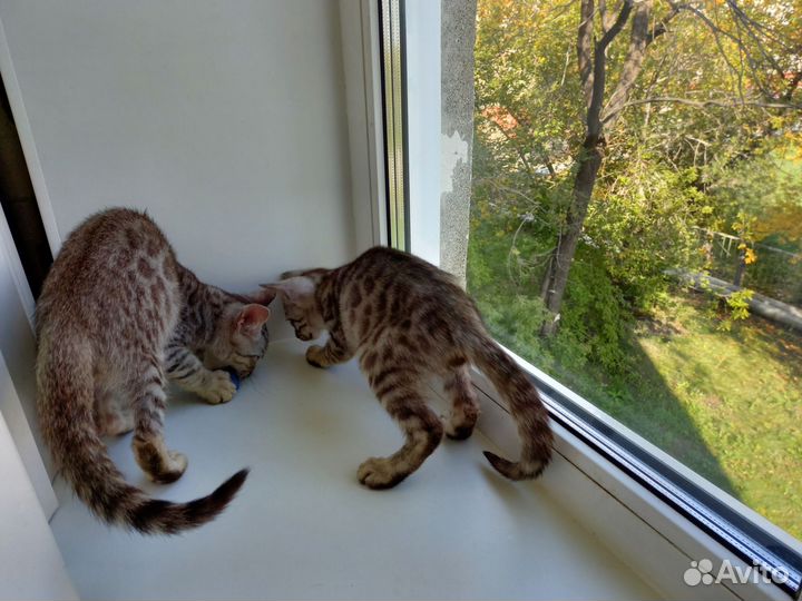 Бенгальский котенок