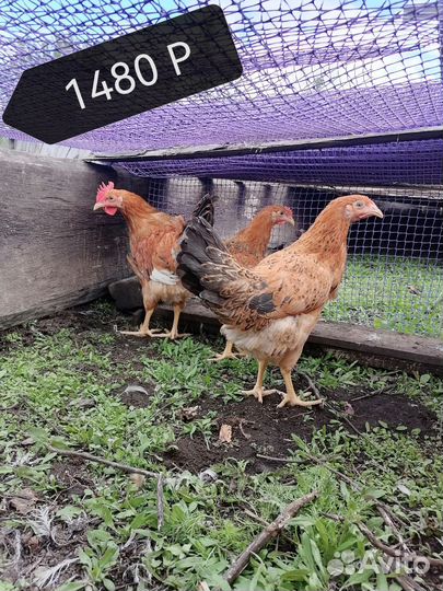 Куры И брама цыплята