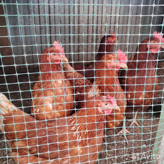 Куры несушки