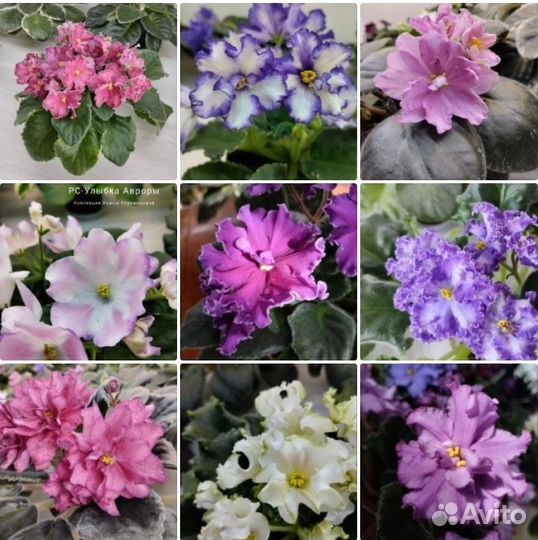 Фиалки (лист)