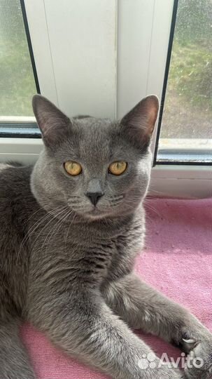 Британские котята