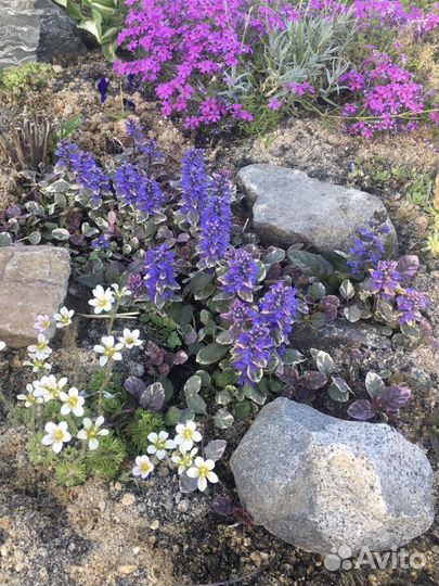 Почвопокровники много