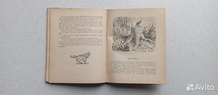 В беловежской пуще.1949 (г.скребицкий)
