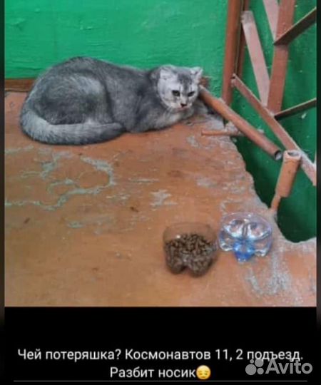 Котики