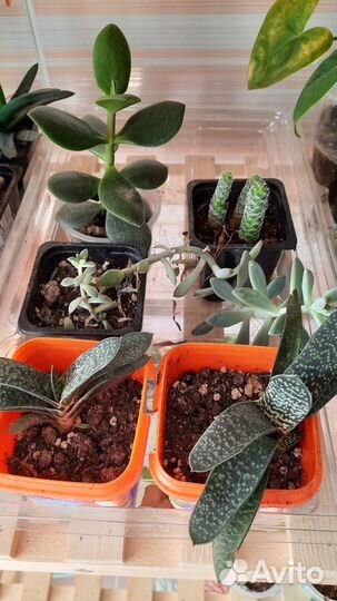 Кактусы и суккуленты