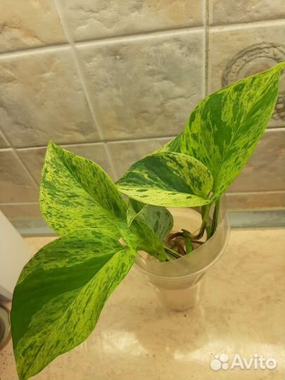 Сциндапсус/Эпипремнум Марбл Квин- мраморная короле