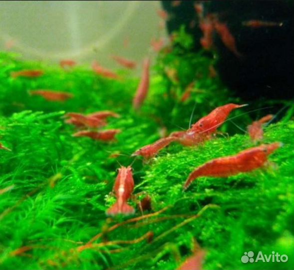 Креветка жёлтая неоновая 