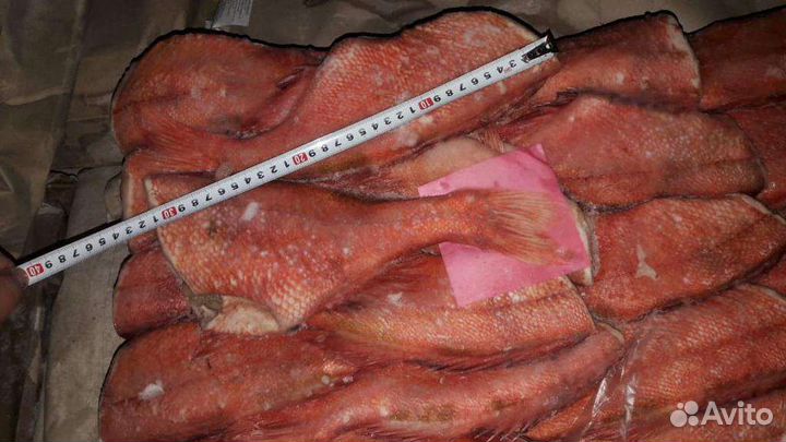 Морской окунь красный