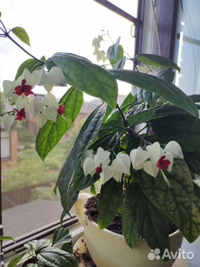 Клеродентрум