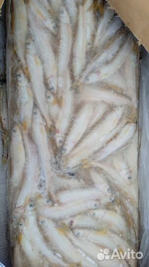 Корюшка свежемороженая
