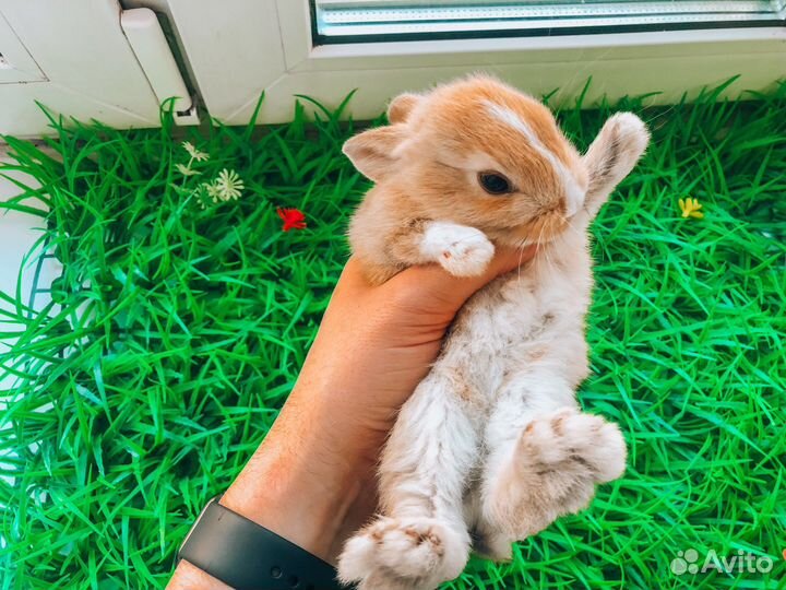Мини карликовый кролик