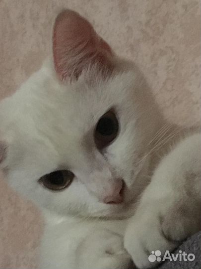 Кошка в добрые руки