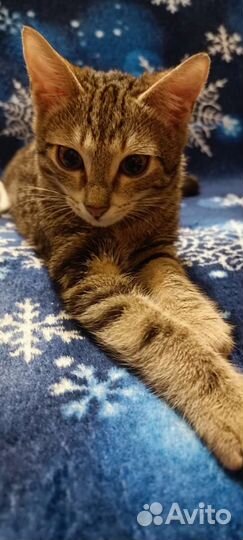 Котенок девочка