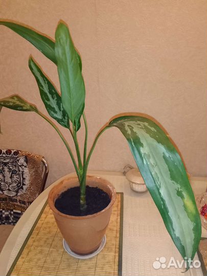 Аглаонема триколор