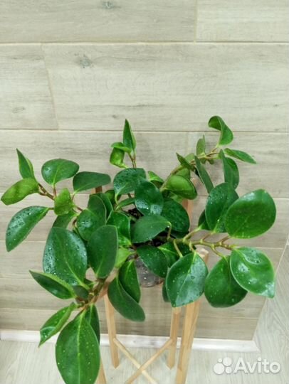 Пеперомия туполистная